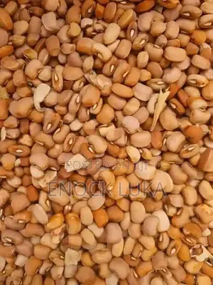 Fresh Farm Produce: Beans,Corn,And Rice for Sale
