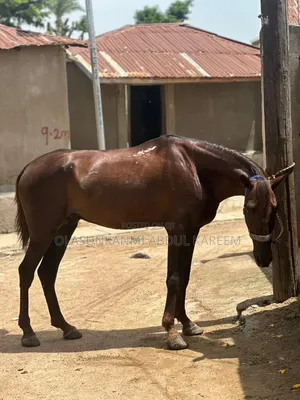 Male Sudanese Horse Available
