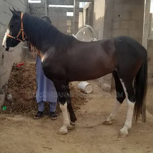 Standard Horse Available