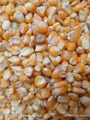 Clean Yellow Corn (Maize) - Export Local Bulk Supply.