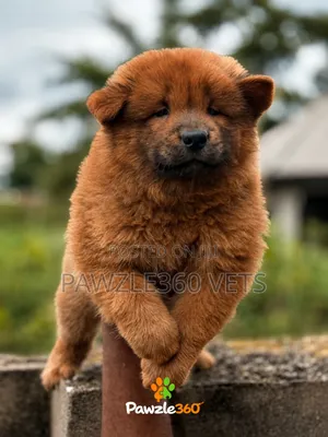 1-3 months Male Purebred Chow Chow