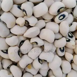 30 Big Painta Iron White Beans