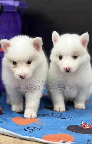 1-3 months Female Purebred American Eskimo