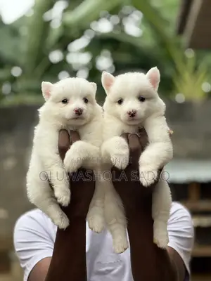 1-3 months Female Purebred American Eskimo