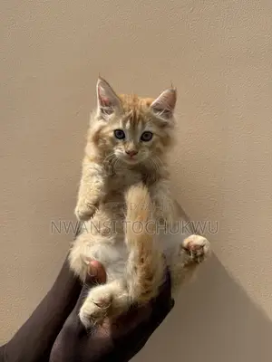 1-3 months Female Purebred Maine Coon