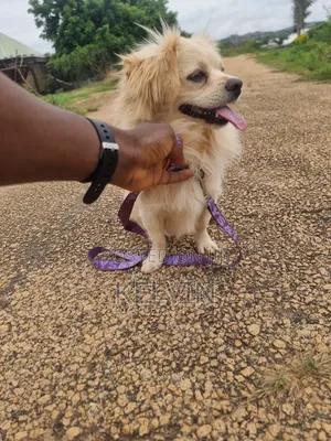 1+ year Male Mixed Breed Lhasa Apso