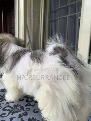 1-3 months Male Purebred Lhasa Apso