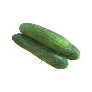 Lebanese Cucumber