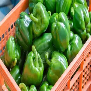 Green Bell Pepper