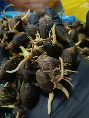 Malaysia Supergen Sprouted Palm Seeds