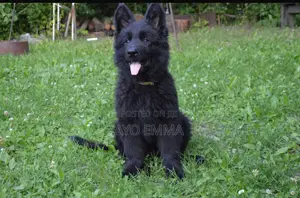 1-3 months Male Purebred German Shepherd