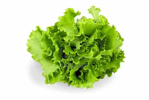 Fresh Lettuce