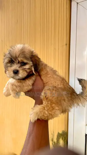 1-3 months Male Purebred Lhasa Apso