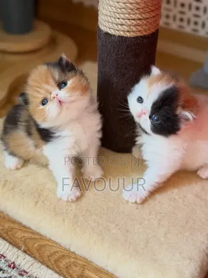 1-3 months Male Purebred Persian