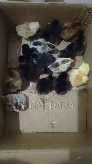 Day Old Noilers and Brahama From Annat Farm