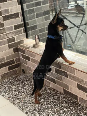 6-12 months Male Purebred Chihuahua