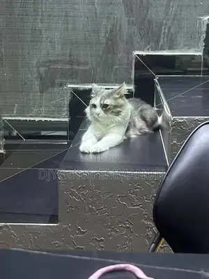 1+ year Male Purebred Turkish Angora