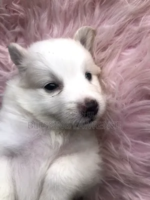 0-1 month Male Purebred American Eskimo