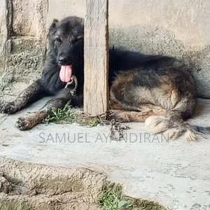 6-12 months Male Purebred Caucasian Shepherd