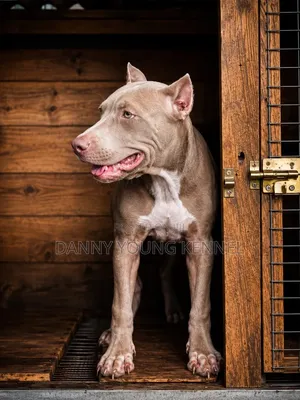 3-6 months Male Purebred American Pit Bull Terrier