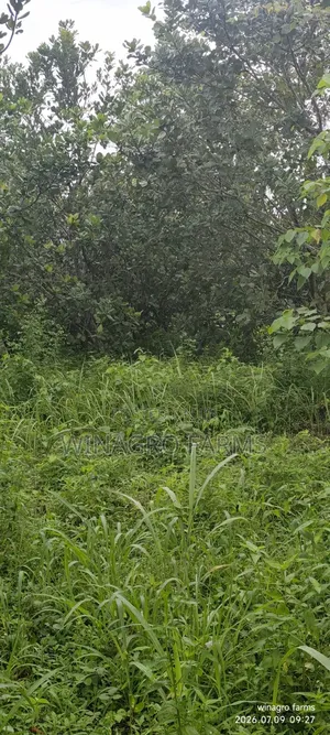 3 Acres of Ready-Made Cashew Palm Tree Farm