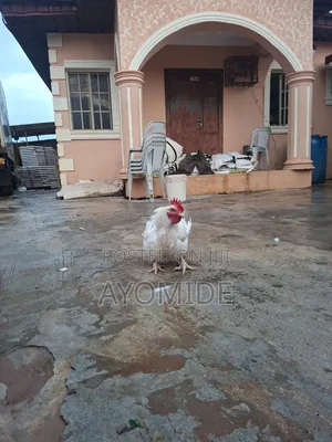 Chicken for Sale