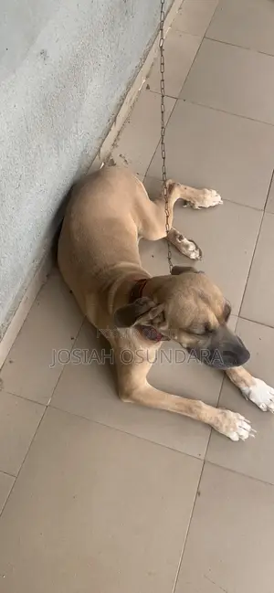 1+ year Female Purebred Boerboel