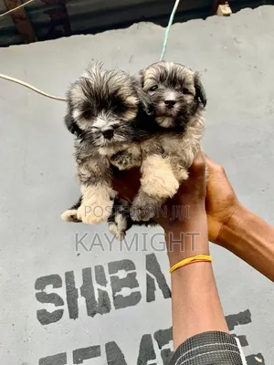 1-3 months Female Purebred Lhasa Apso