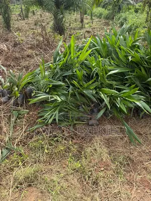 Oil Palm Farmland Investment