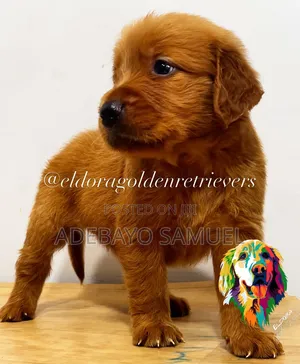 6-12 months Male Purebred Golden Retriever