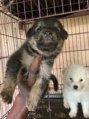 0-1 month Male Purebred German Shepherd