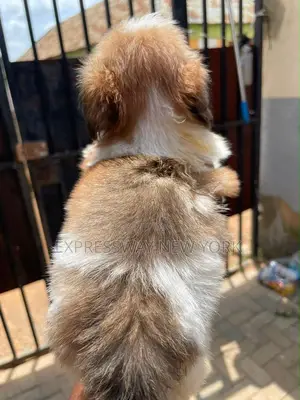 1-3 months Female Purebred Lhasa Apso