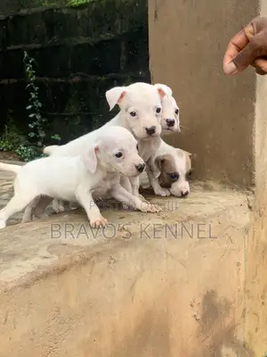 1-3 months Female Purebred American Pit Bull Terrier