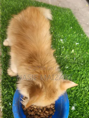 1-3 months Female Purebred Cat