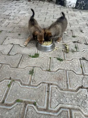 1-3 months Female Mixed Breed Lhasa Apso
