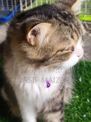 3-6 months Female Purebred Persian