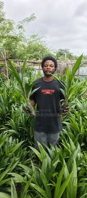 Healthy Hybrid Tenera Oil Palm Seedlings for Sale.