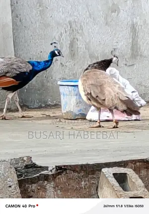 Beautiful Peacocks