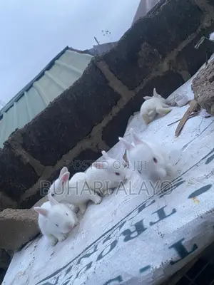 Rabbit Weaners