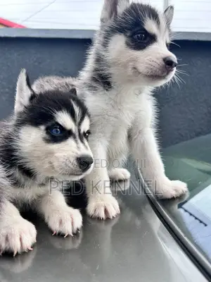 1-3 months Male Purebred Siberian Husky