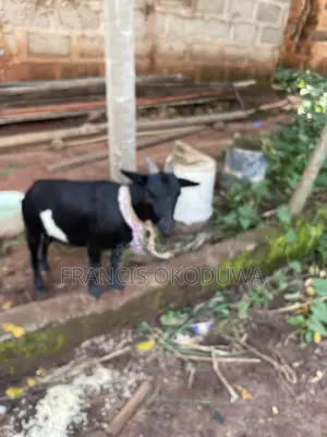 Matured Native Female Goat for Sale