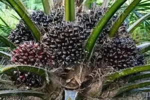 Hybrid Tenera Oil Palm Seedlings