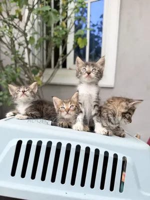 1-3 months Male Purebred Turkish Angora