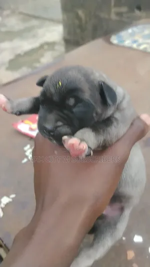 0-1 month Female Purebred Boerboel