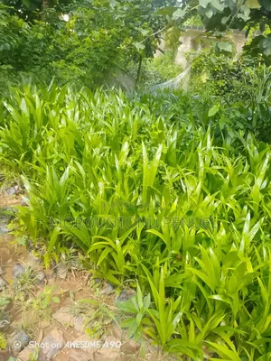 Hybrid Seedlings