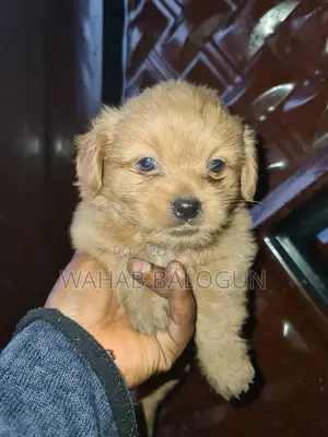 0-1 month Female Purebred Lhasa Apso