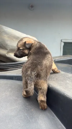0-1 month Male Purebred German Shepherd