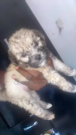 1-3 months Male Purebred Lhasa Apso