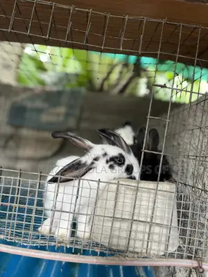 English Spotted Rabbits