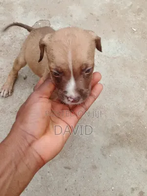 1-3 months Female Mixed Breed Boerboel